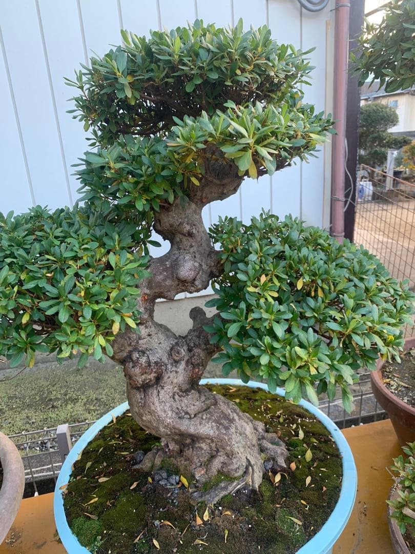 皐月盆栽　サツキ　ツチジ