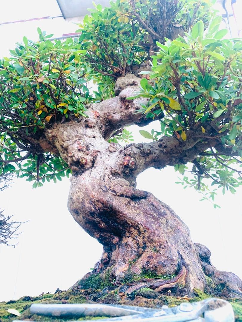 皐月盆栽　サツキ　ツチジ