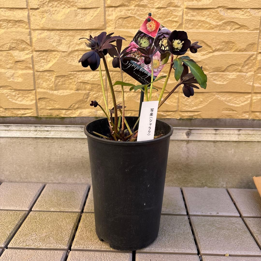 まい様ご購入品　クリスマスローズ　広瀬園芸　写楽　計2点　現品　匿名発送