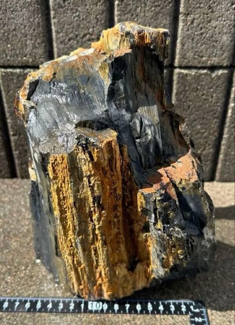 北海道 遠軽瀬戸瀬産 珪化木 5.4kg 特大 木化石 鑑賞石 置物 盆栽 水石