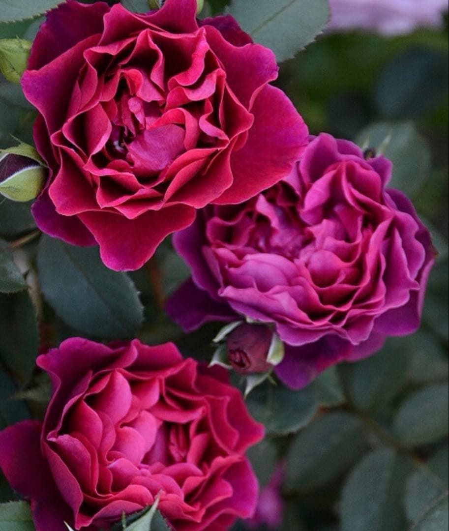 強香り♡フリルのシックな薔薇