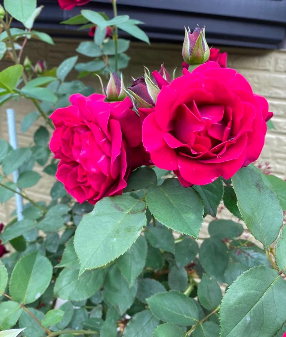 強香り♡フリルのシックな薔薇