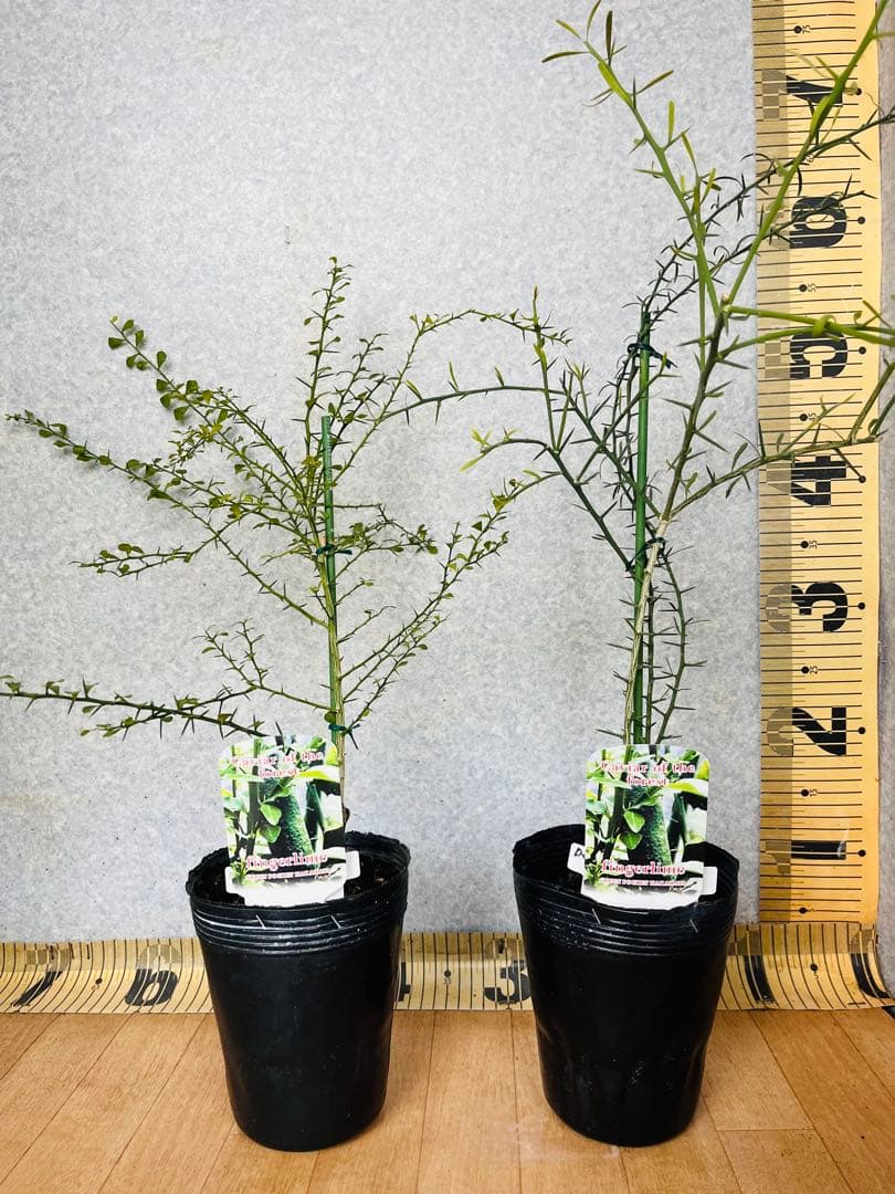 柑橘2年生　フィンガーライム接木苗／苗　3鉢まとめて　撮影品発送