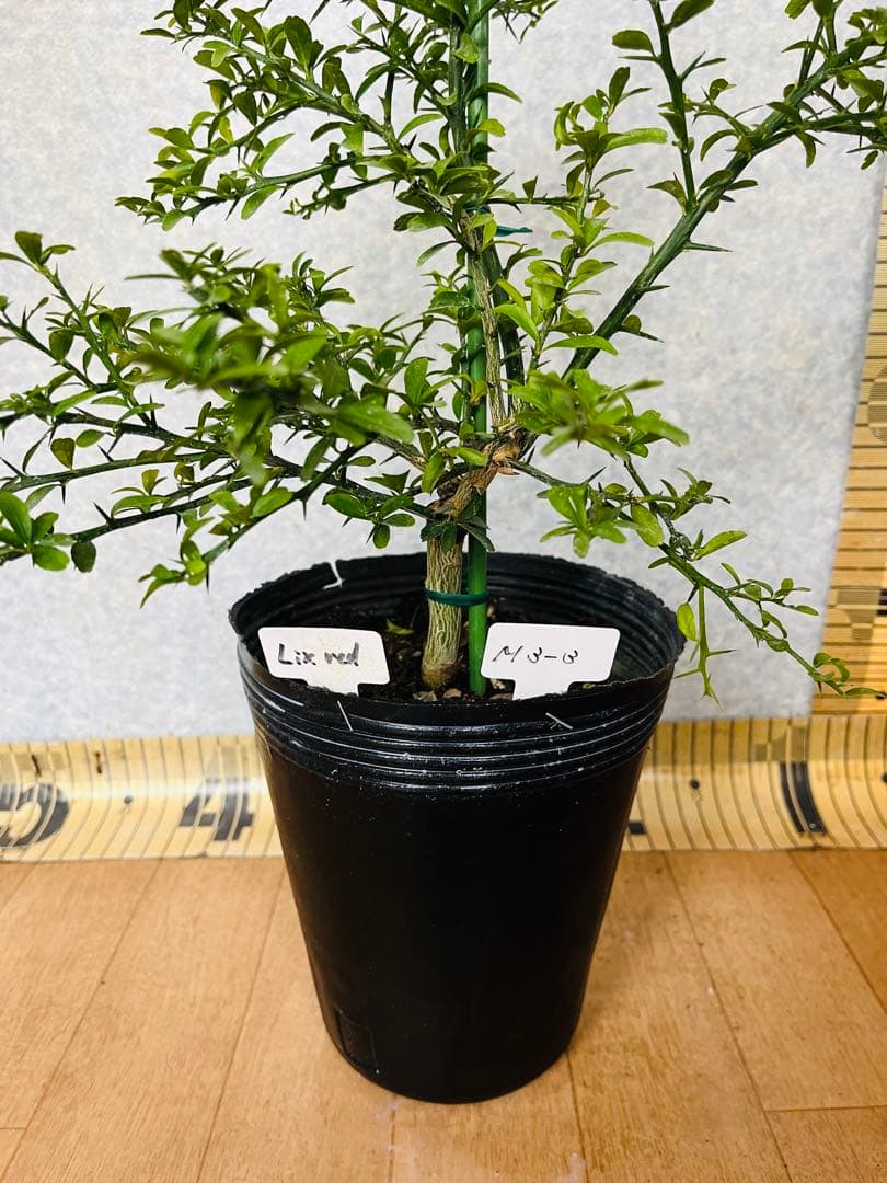 柑橘2年生　フィンガーライム接木苗／苗　3鉢まとめて　撮影品発送