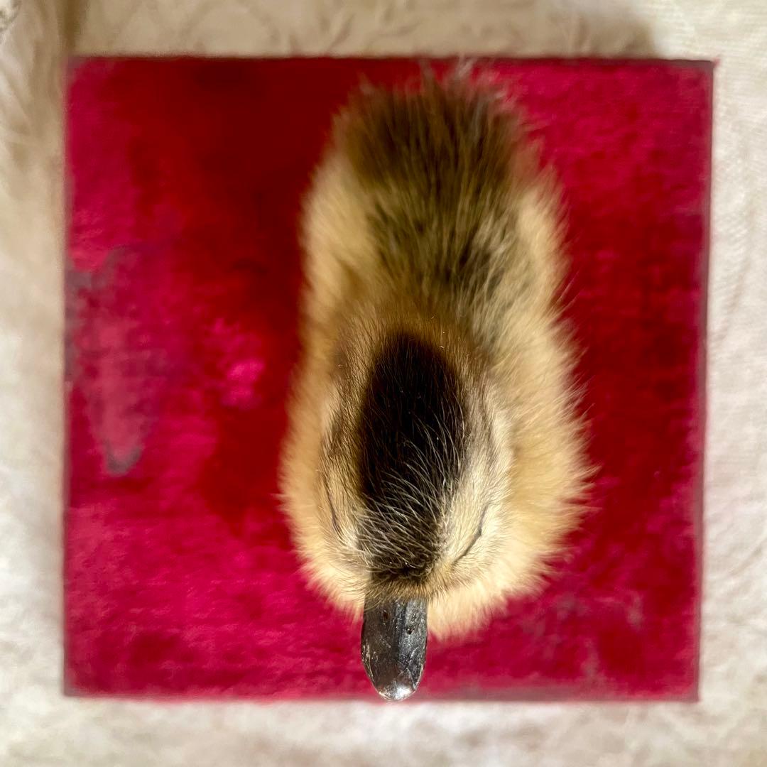 黒アヒルのヒヨコの剥製　小鳥　ひよこ　フランスアンティーク　ヴィンテージ