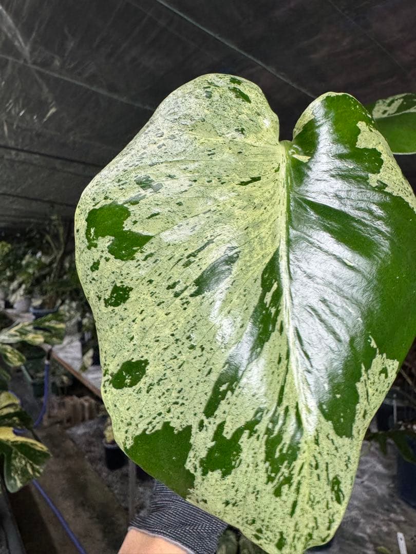 X4 モンステラ　デリシオーサ　ベトシオーサ　セレクトエディション斑入り