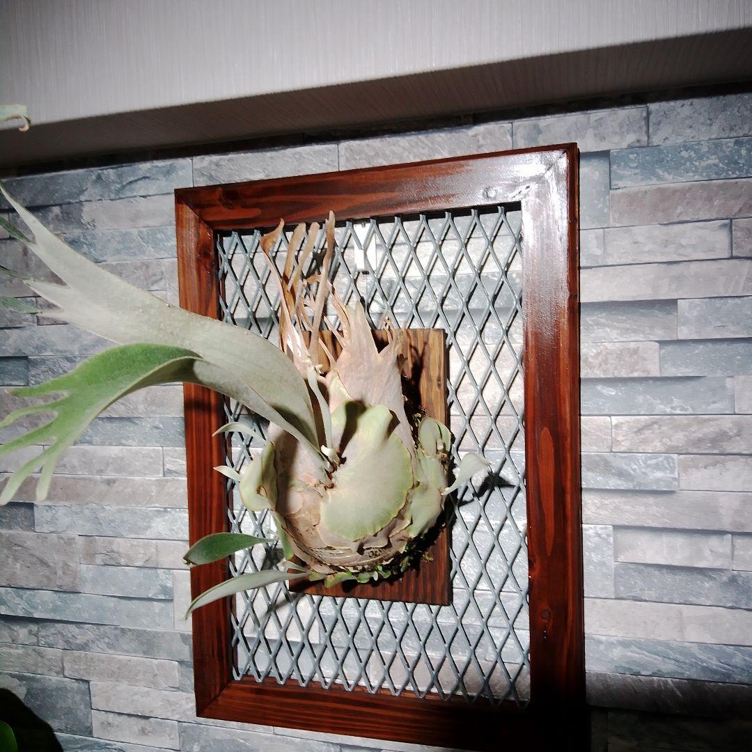 アーバンリバー　ベイチー　P.veitchii Auburn 