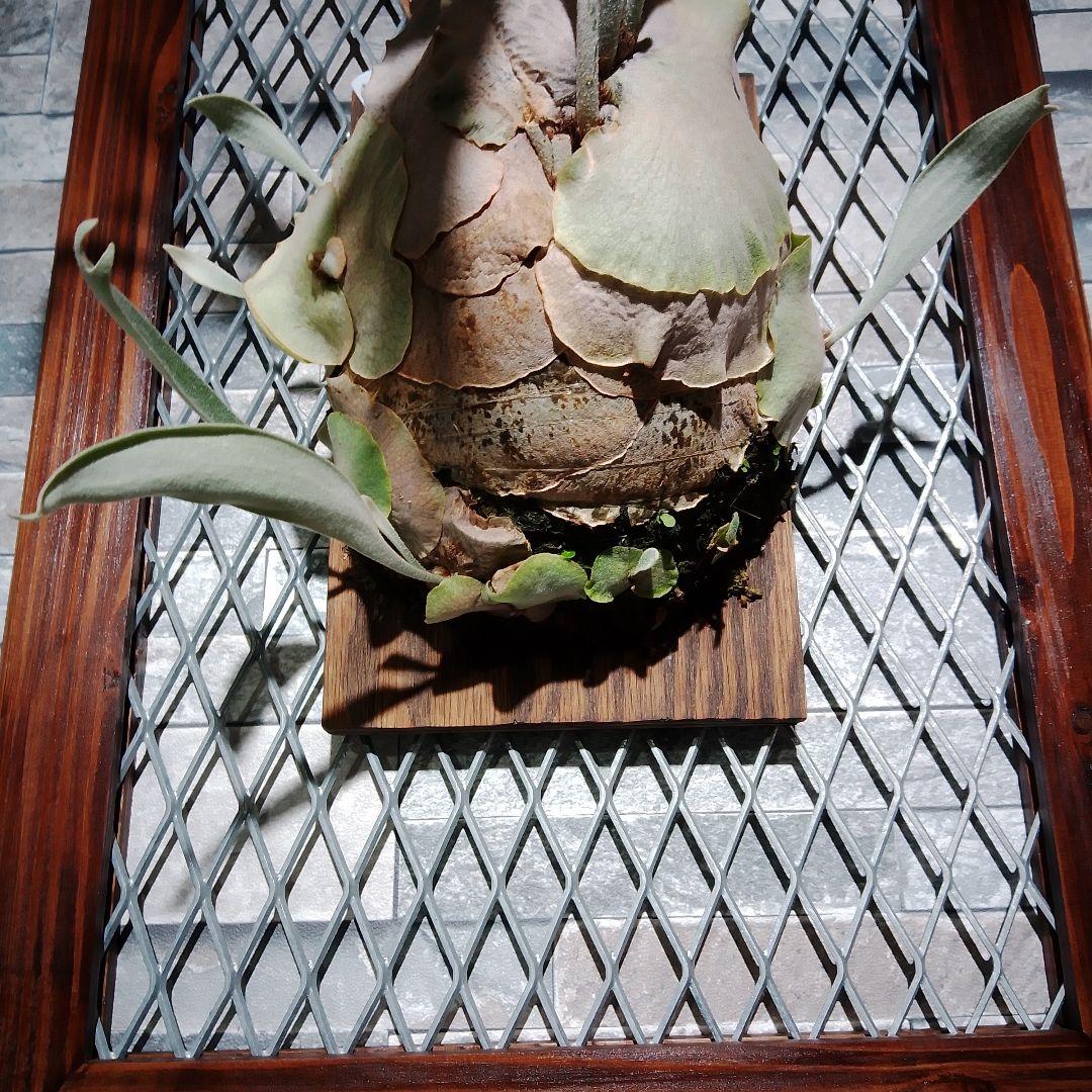 アーバンリバー　ベイチー　P.veitchii Auburn 