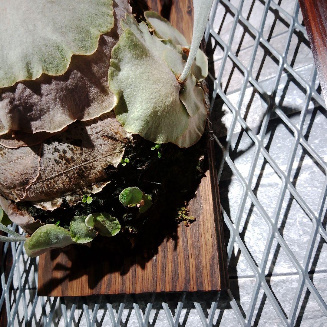 アーバンリバー　ベイチー　P.veitchii Auburn 