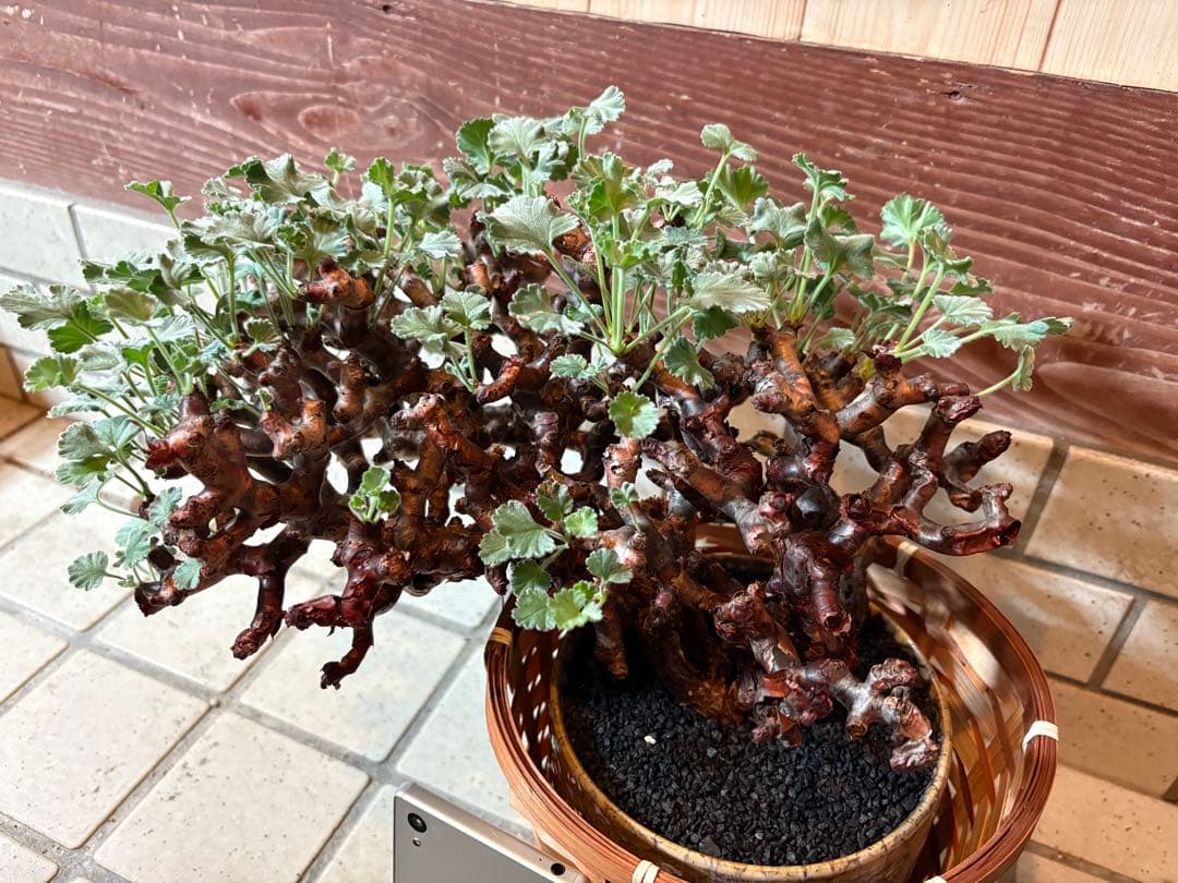 ペラルゴニウム　ミラビレ