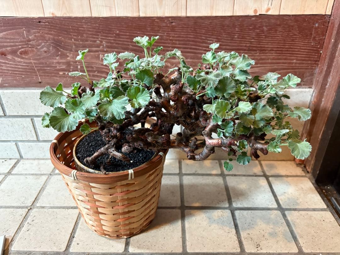 ペラルゴニウム　ミラビレ