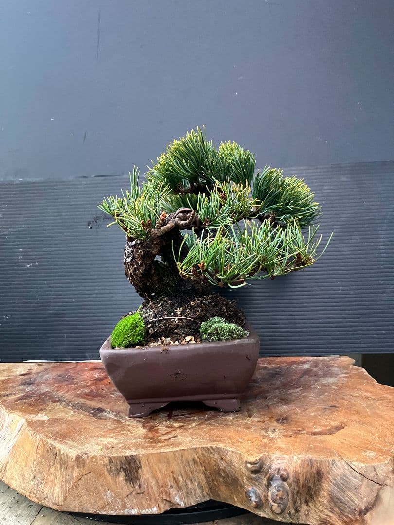 銀八房五葉松、小品盆栽、捻転曲芸！