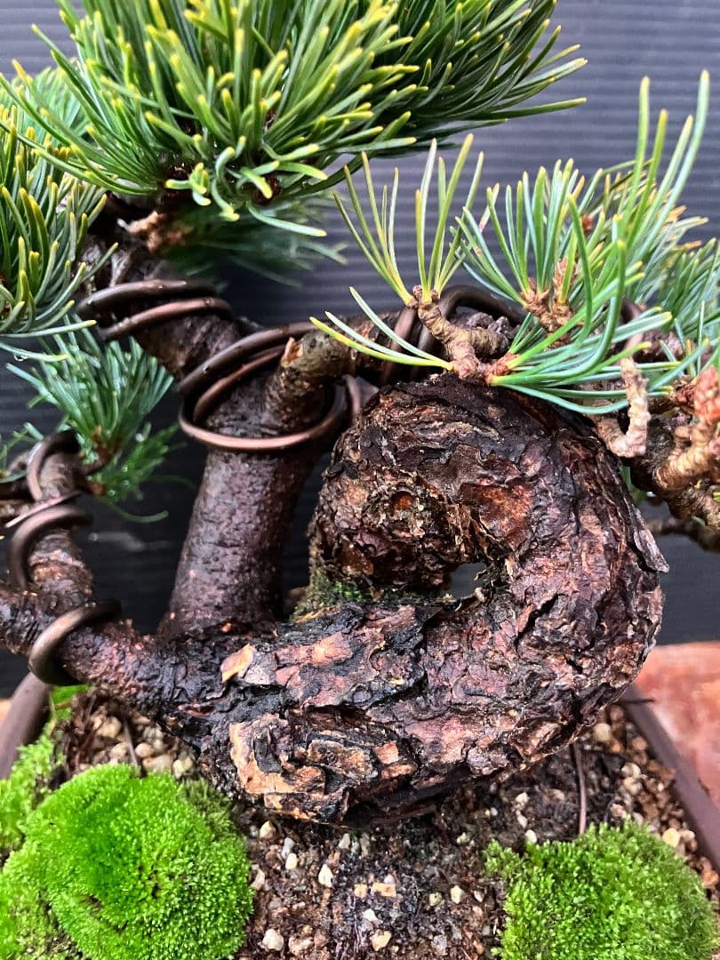 銀八房五葉松、小品盆栽、捻転曲芸！