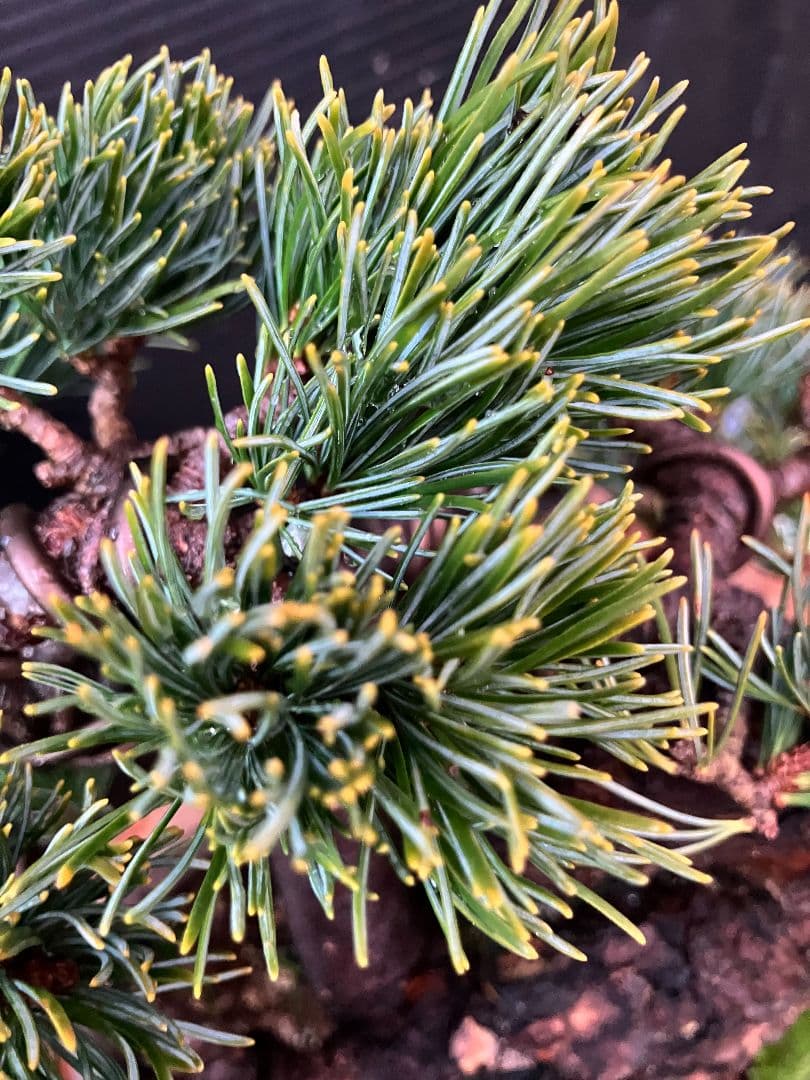 銀八房五葉松、小品盆栽、捻転曲芸！