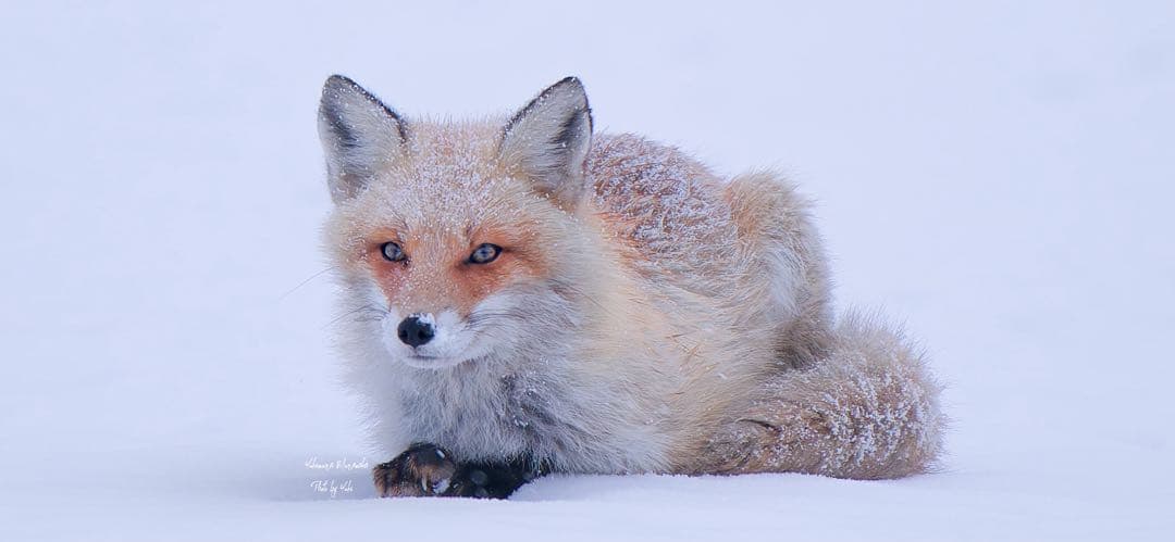 超美品Sony FE 200-600mm F5.6-6.3 G OSS