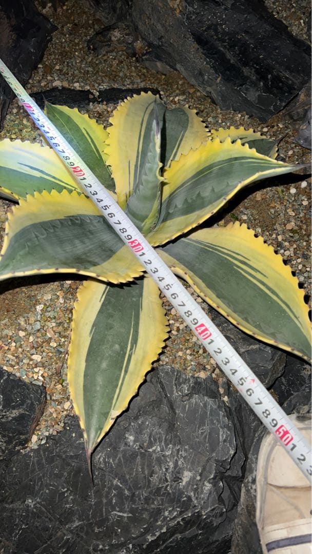 リップル　エフェクト