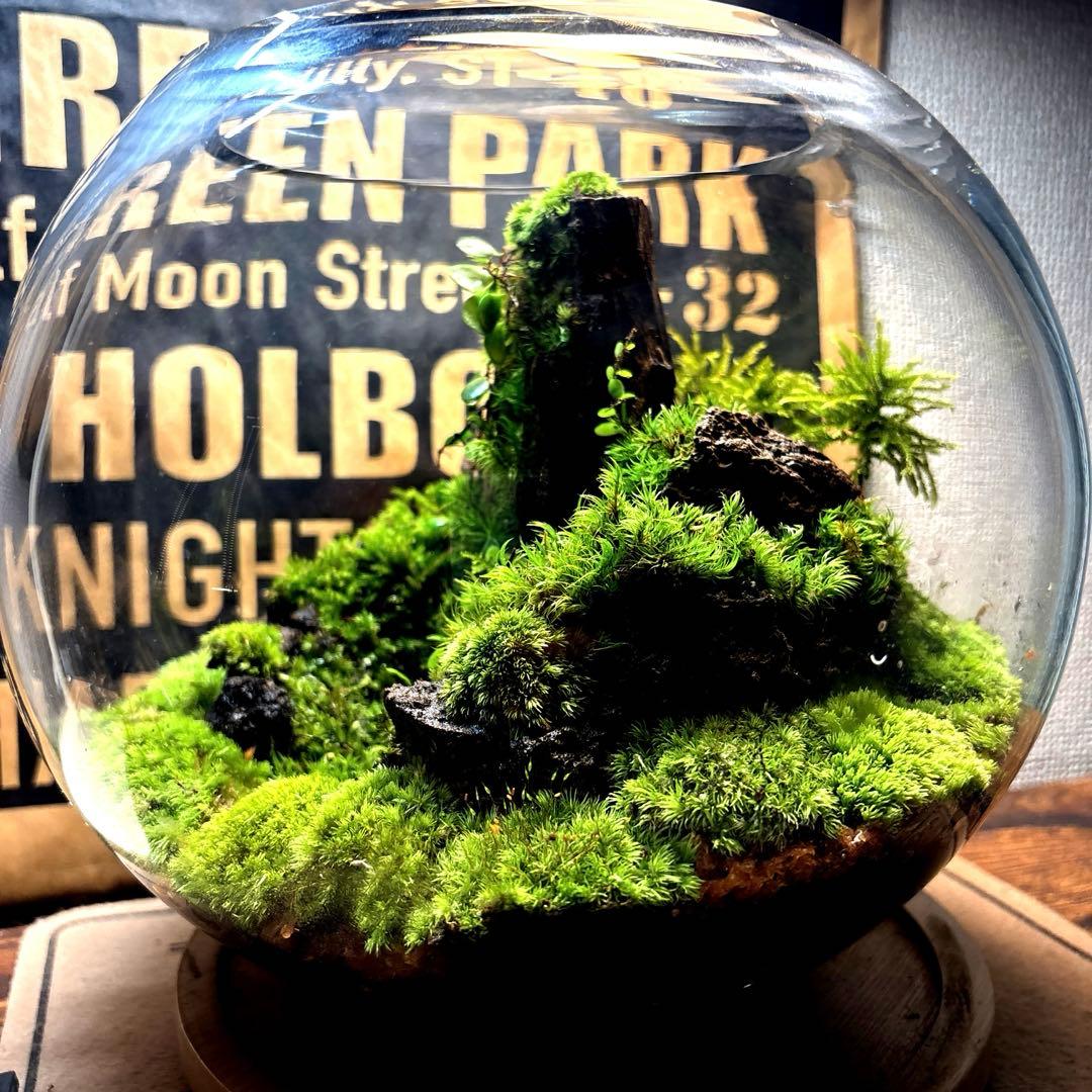 ❣️苔アート❣️屋久島の大木❣️直径25㎝❣️巨大テラリウム❣️送料込み❣️