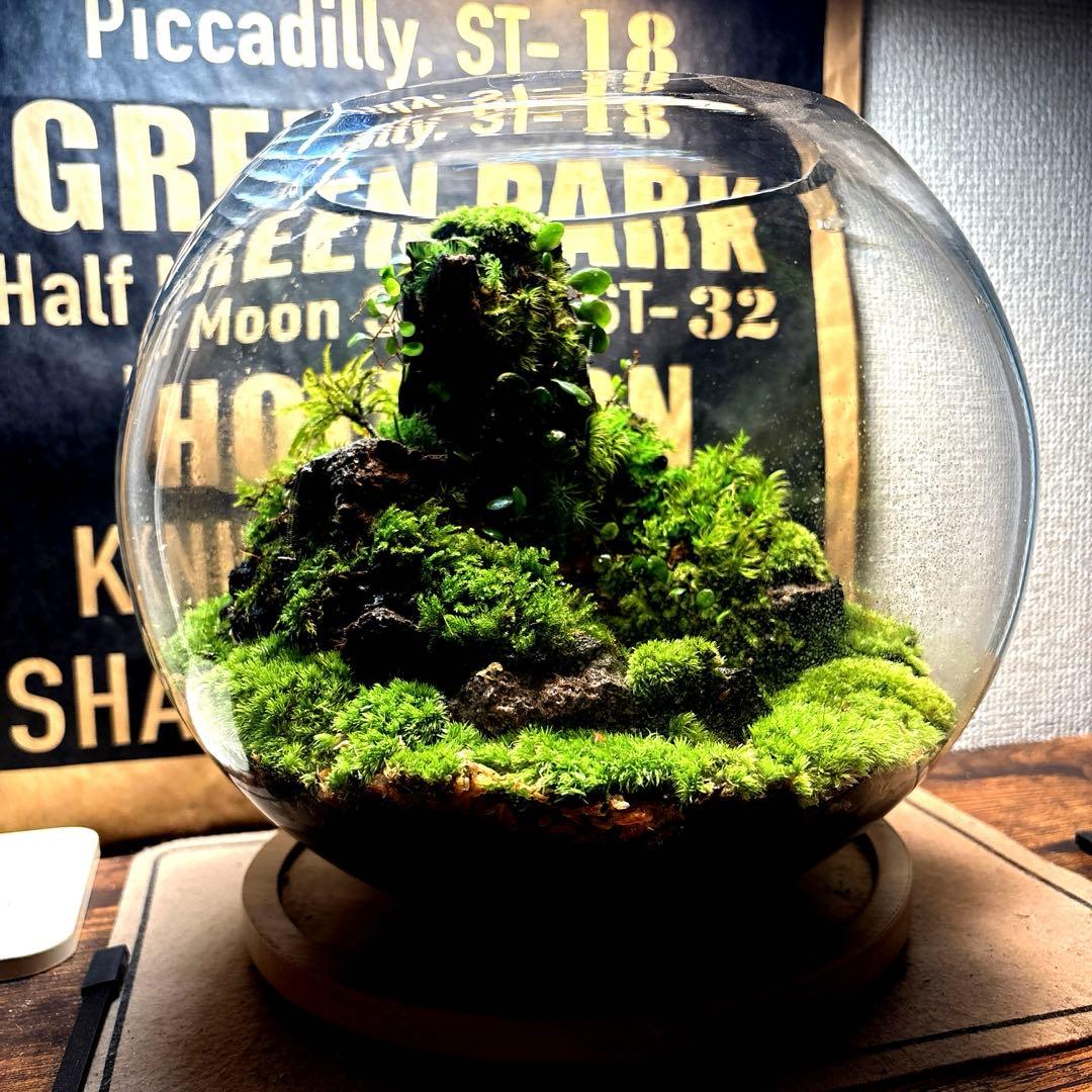 ❣️苔アート❣️屋久島の大木❣️直径25㎝❣️巨大テラリウム❣️送料込み❣️