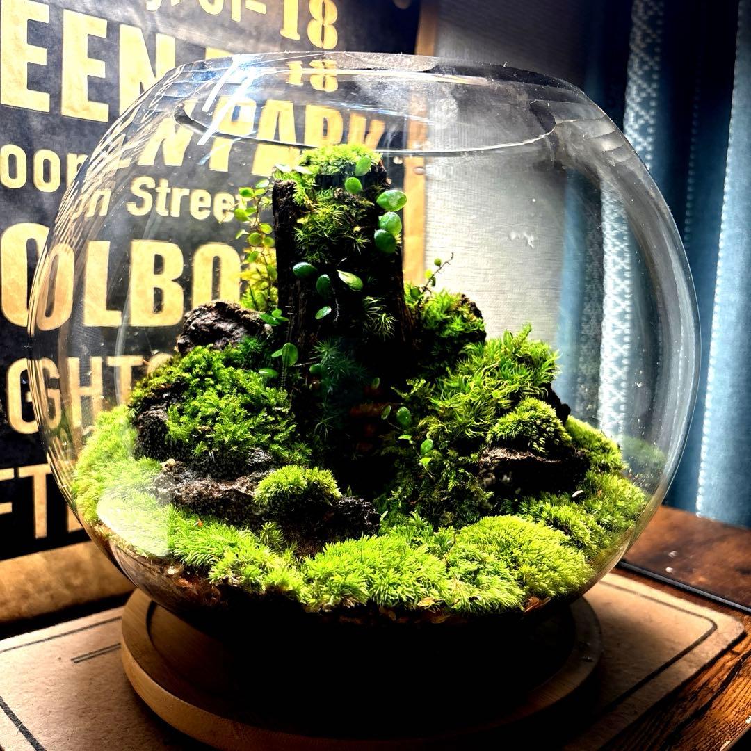 ❣️苔アート❣️屋久島の大木❣️直径25㎝❣️巨大テラリウム❣️送料込み❣️