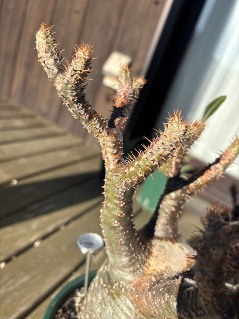 パキポディウムグラキリス　グラキリス　塊根植物　現地球　発根済み　大株　塊根