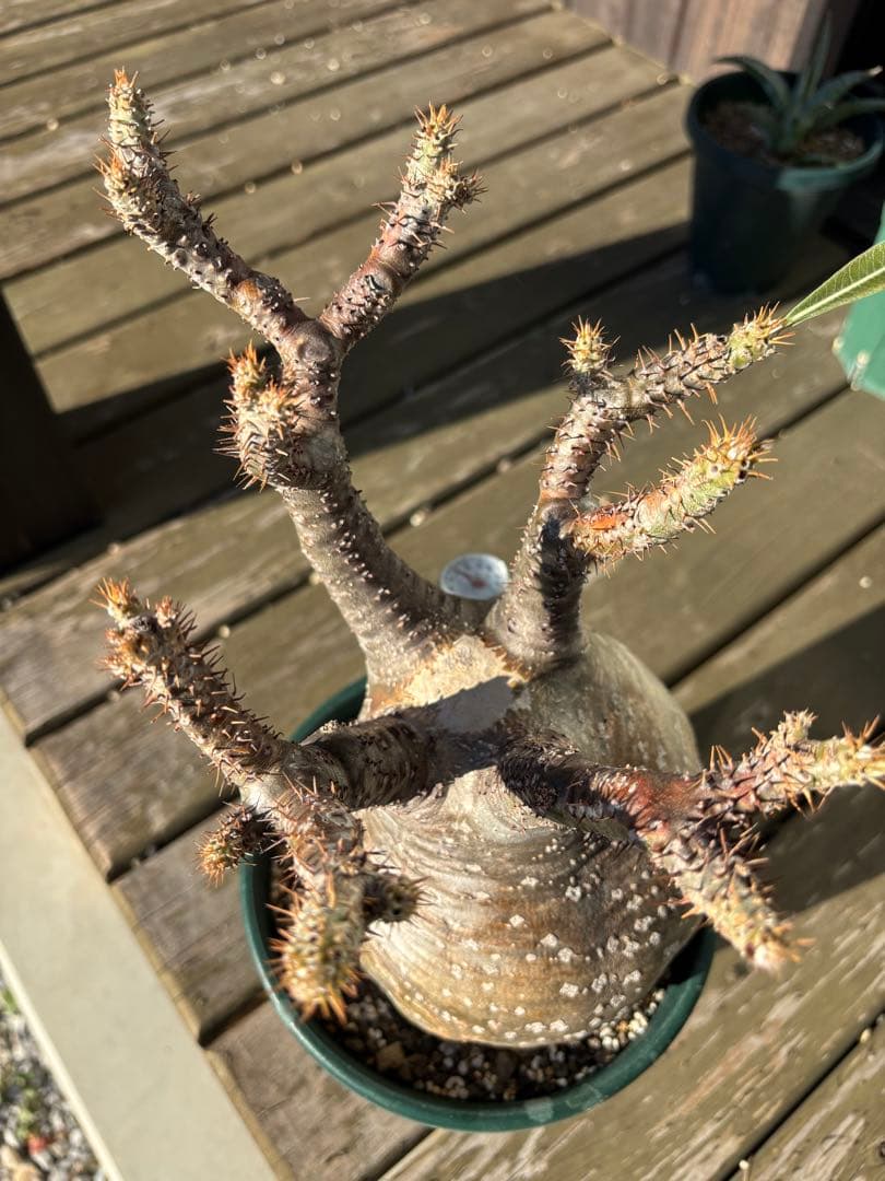 パキポディウムグラキリス　グラキリス　塊根植物　現地球　発根済み　大株　塊根