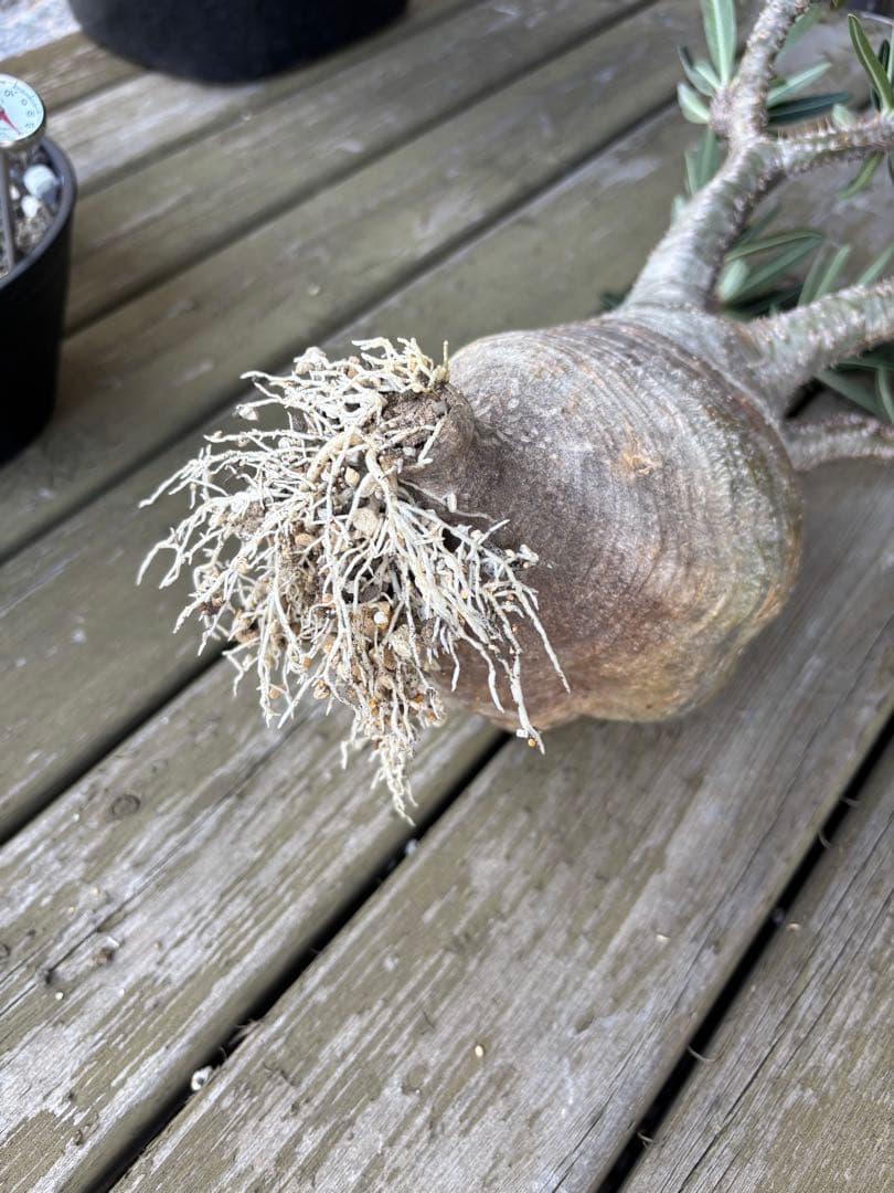 パキポディウムグラキリス　グラキリス　塊根植物　現地球　発根済み　大株　塊根