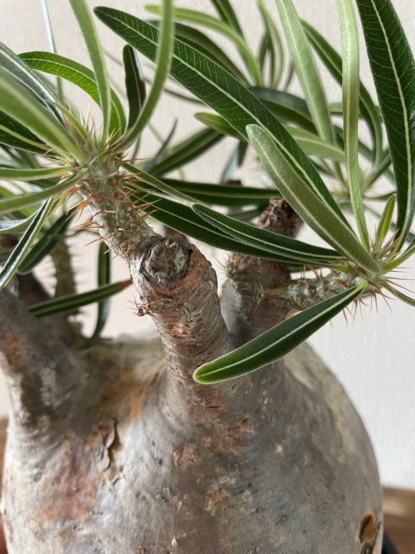 【現地／発根済】パキポディウム　グラキリス（塊根植物）ODDROOTS管理株