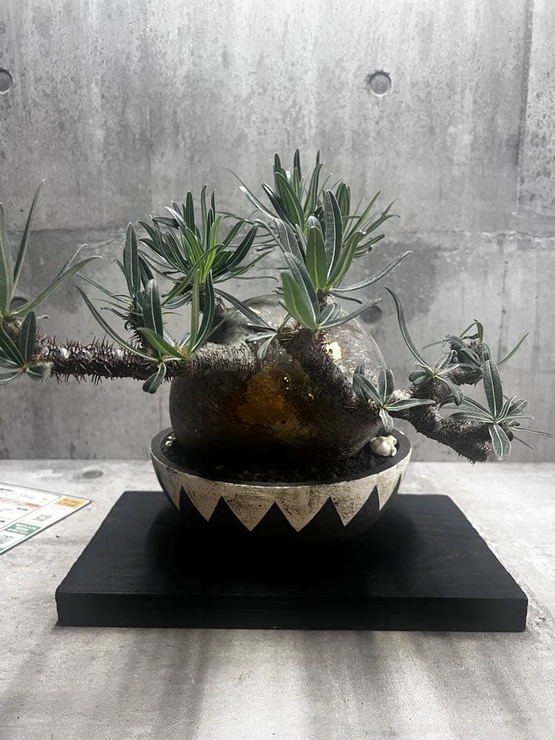 塊根植物パキポディウム グラキリス 超美株