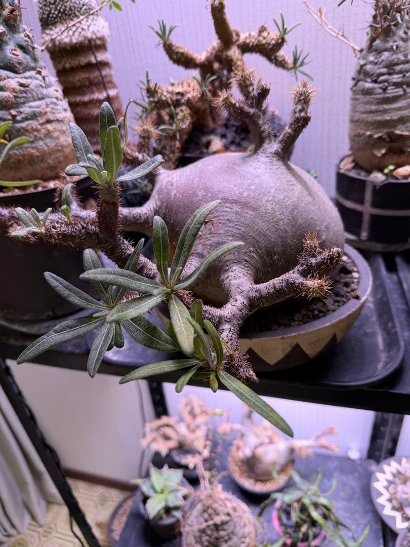 塊根植物パキポディウム グラキリス 超美株