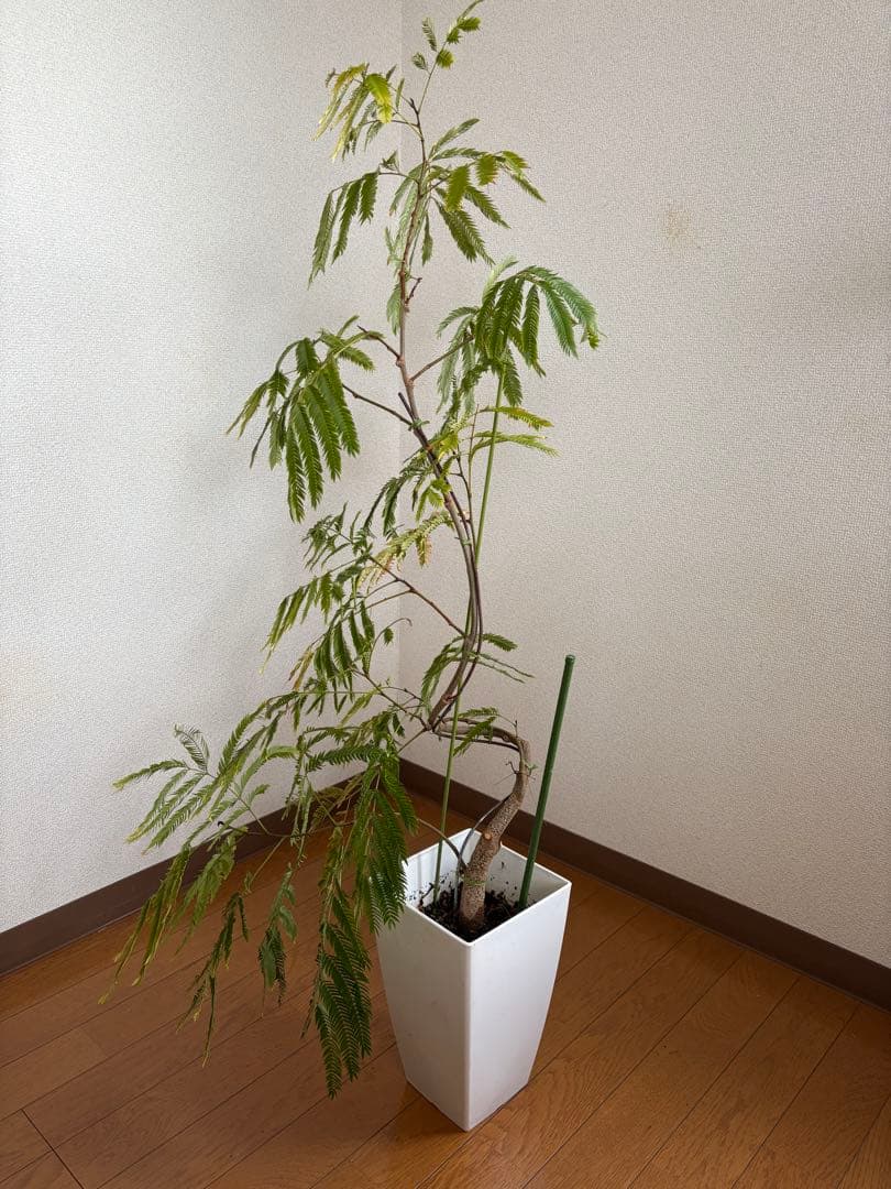 エバーフレッシュ⭐️曲がり