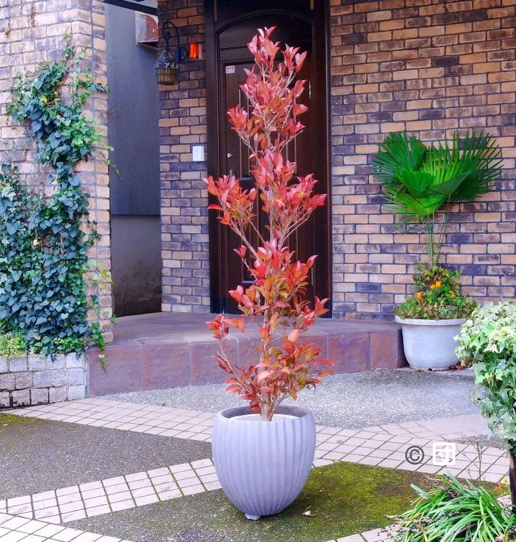 サカキ苗木 本榊 稀少 紅葉サカキ 大型190㎝ 10号 綺麗な葉色 庭木 鉢植