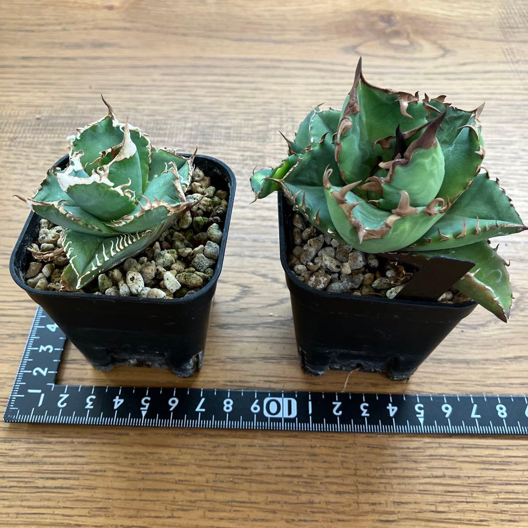 【初売りセット13】103 TC2株　アガベ　翼竜　白豪刺　太棘　鉢ごと発送