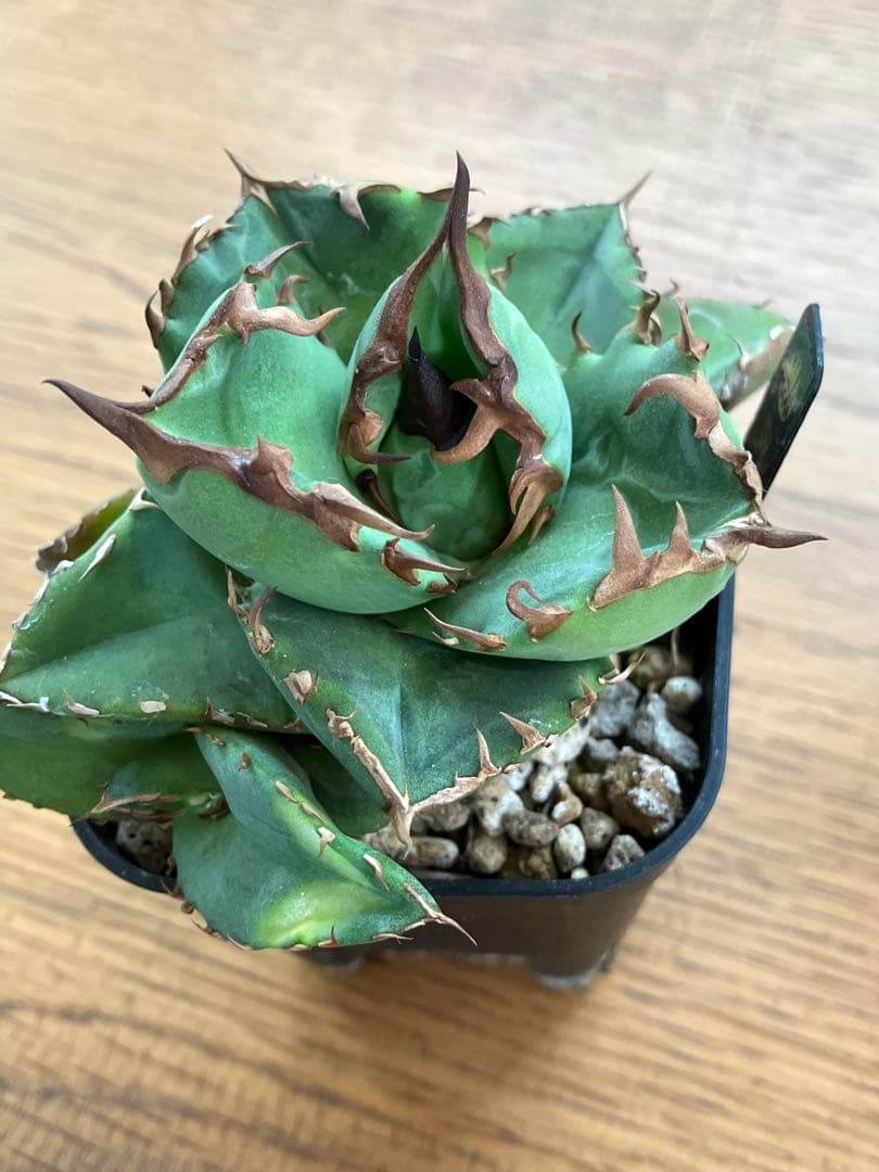 【初売りセット13】103 TC2株　アガベ　翼竜　白豪刺　太棘　鉢ごと発送