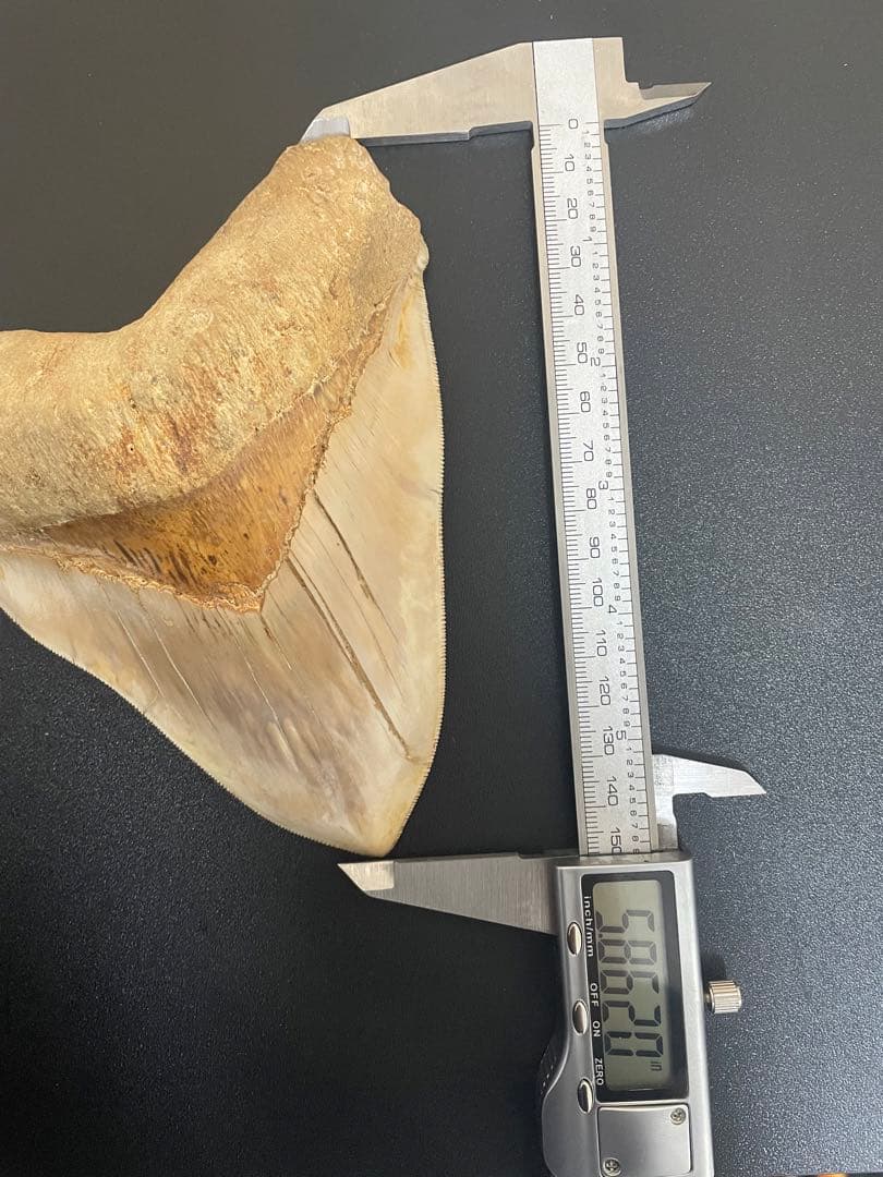 メガロドン歯化石