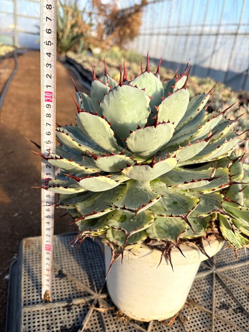 アガベ 吉祥冠錦　2子株付き