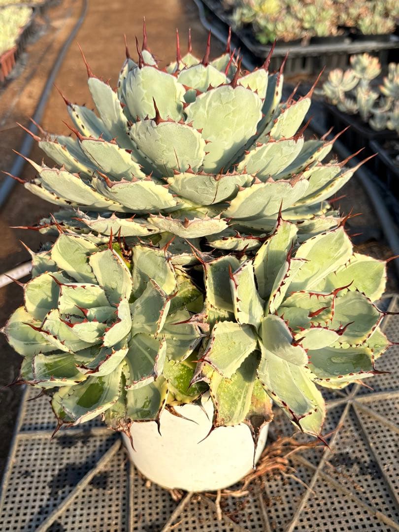 アガベ 吉祥冠錦　2子株付き