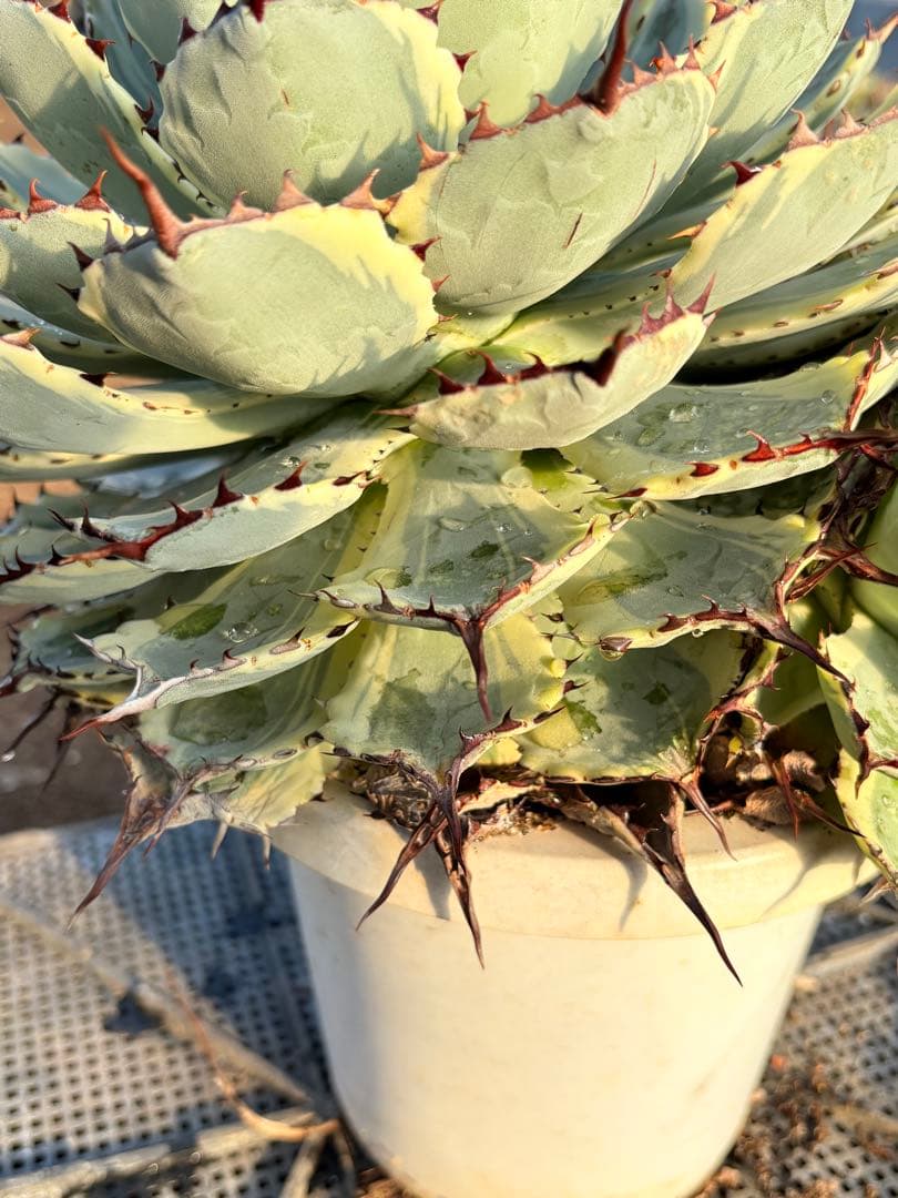 アガベ 吉祥冠錦　2子株付き