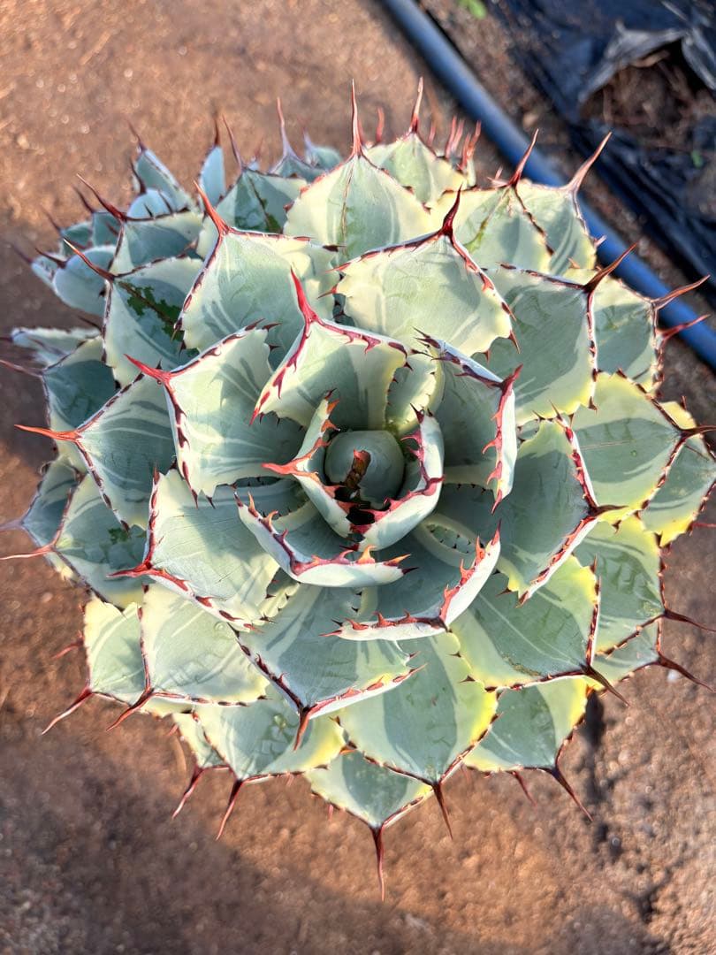 アガベ 吉祥冠錦　2子株付き