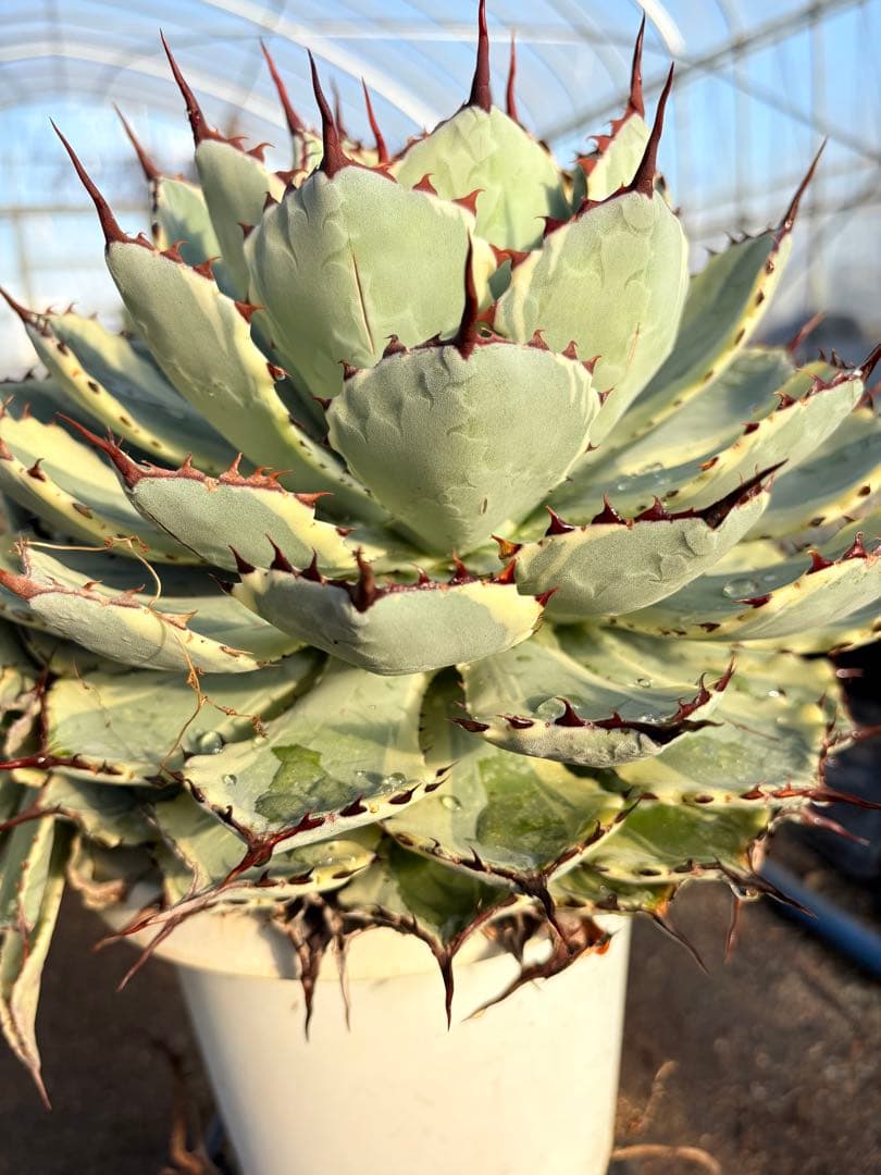 アガベ 吉祥冠錦　2子株付き