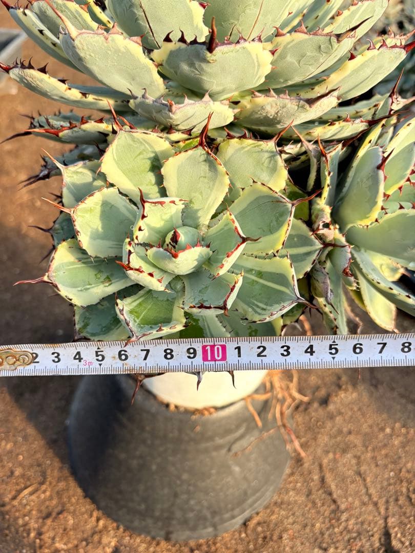 アガベ 吉祥冠錦　2子株付き