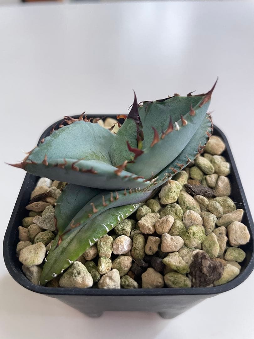 ③発根済み Hidden Agave titanota 'creep'