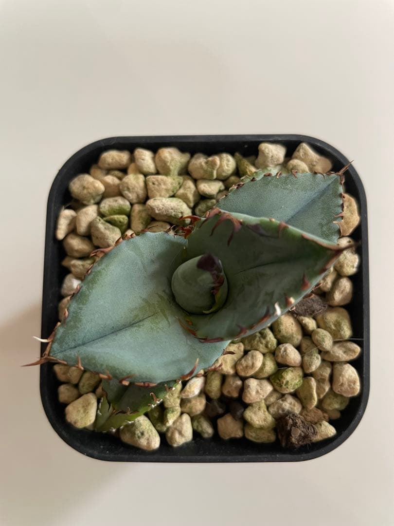 ③発根済み Hidden Agave titanota 'creep'