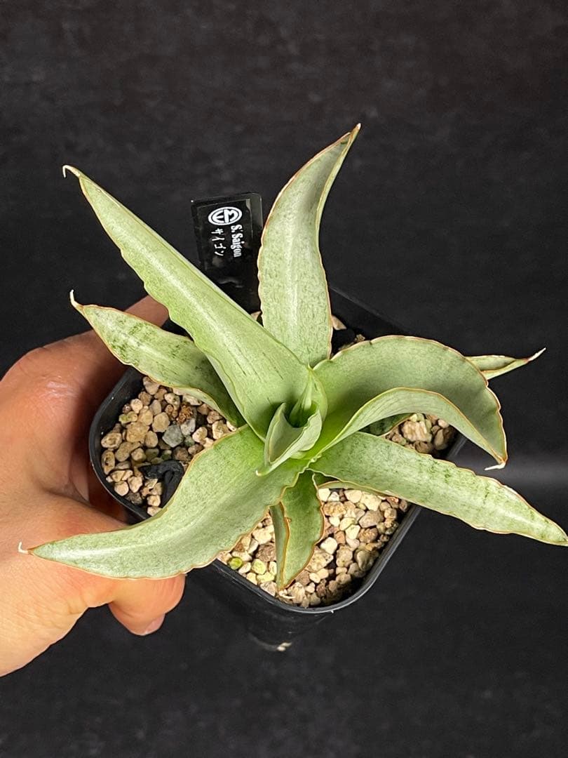 EMP サンセベリア Saigon / 最後の写真が成長株です SA353