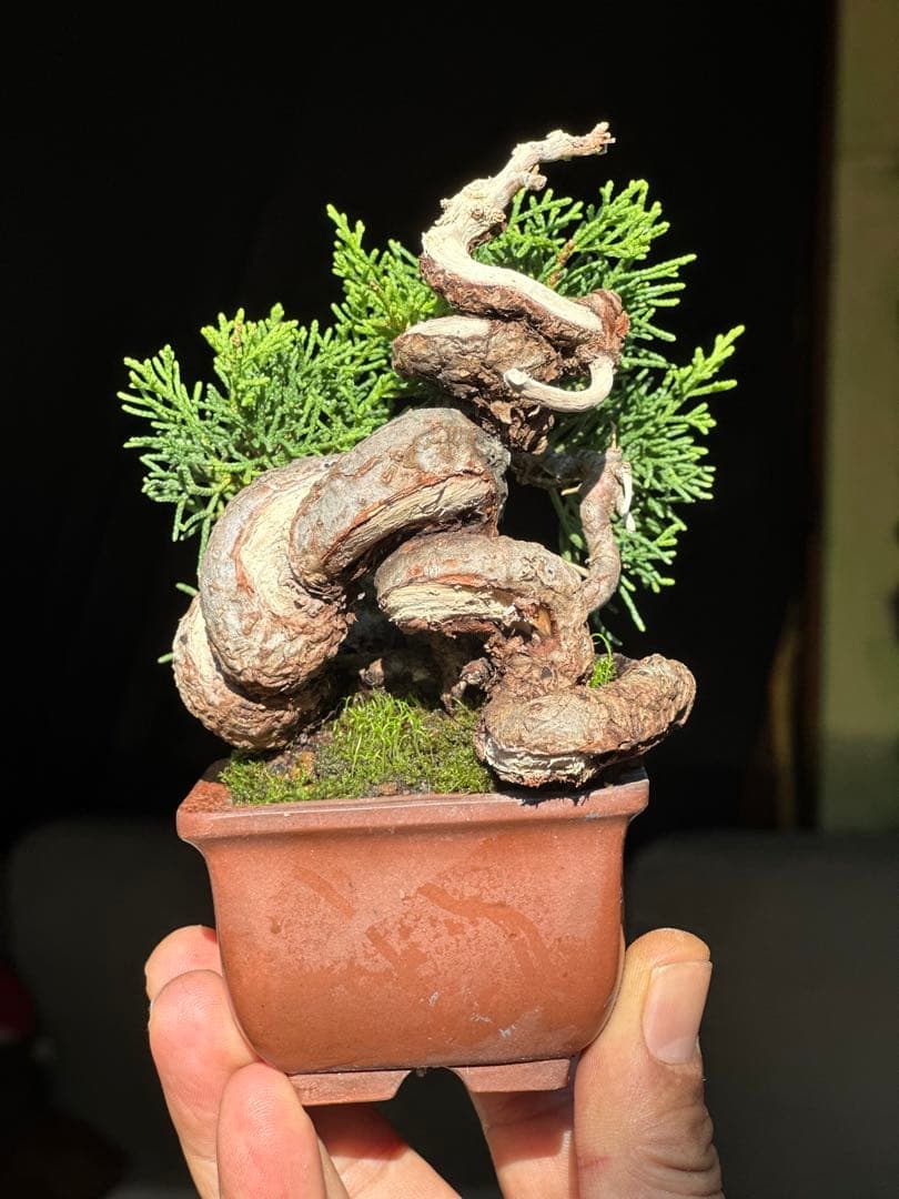 真柏盆栽　樹高12cm