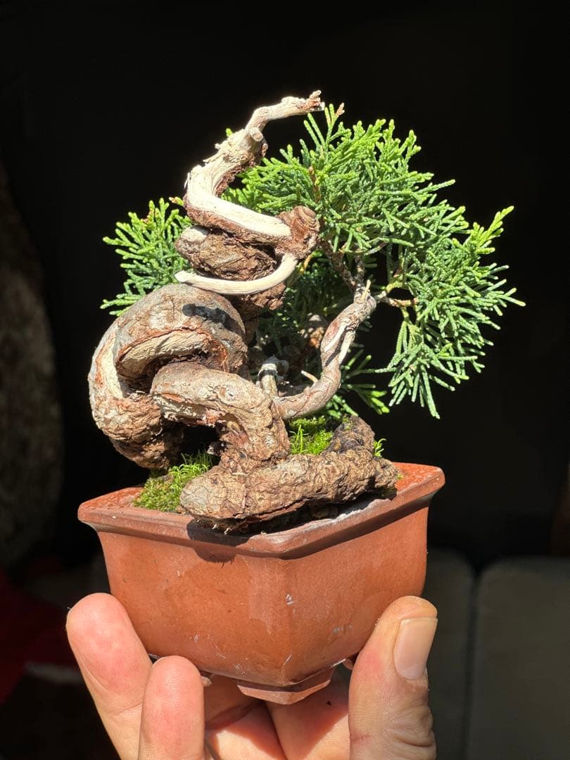 真柏盆栽　樹高12cm