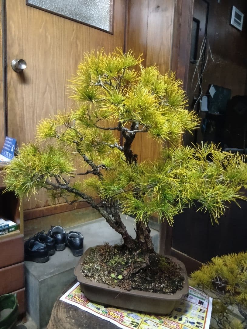 五葉松（かなり年数持ち込み古い）②