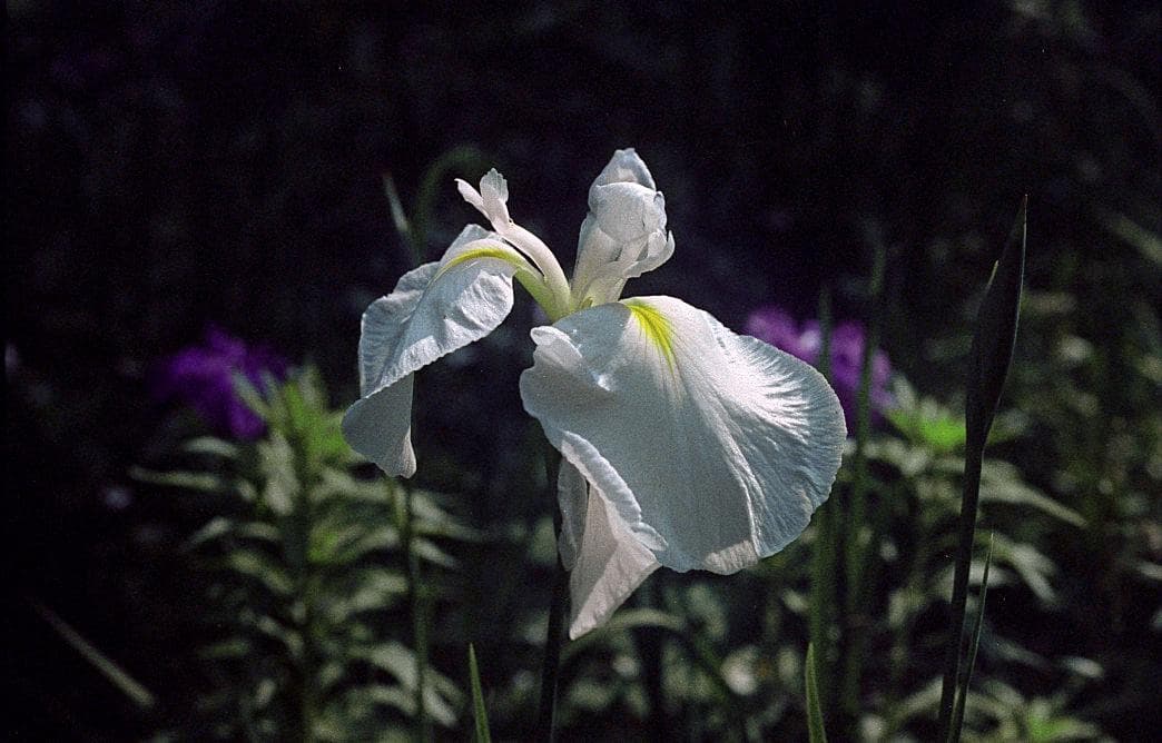 実写済・絞り優先AEの超簡単キヤノン一眼「AV-1」