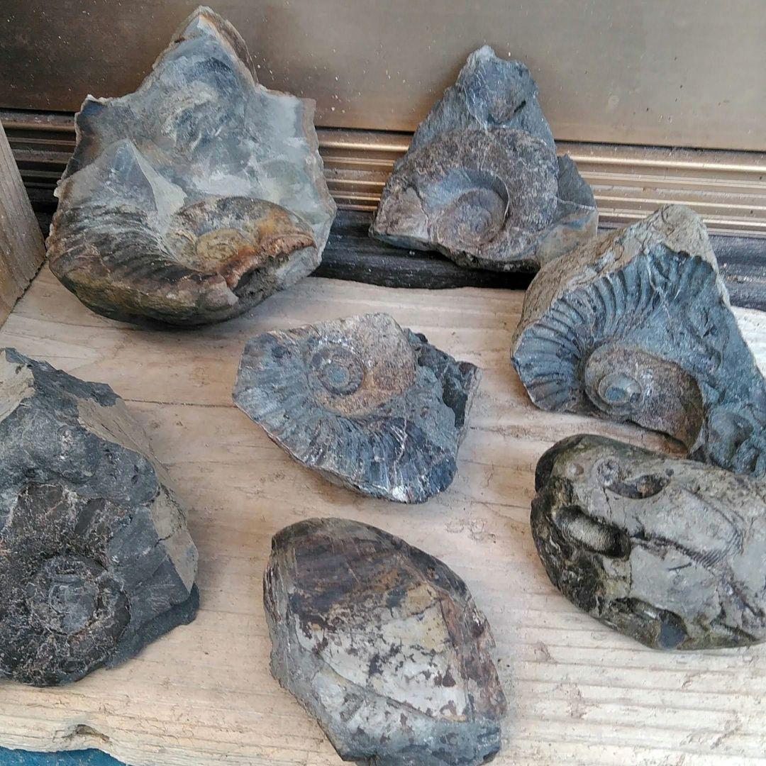 化石　標本　ノジュール原石　アンモナイト　国産　球状コンクリーション