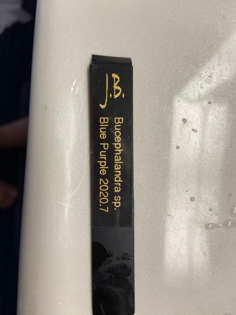 水草 Bucephalandra sp.Blue Purple