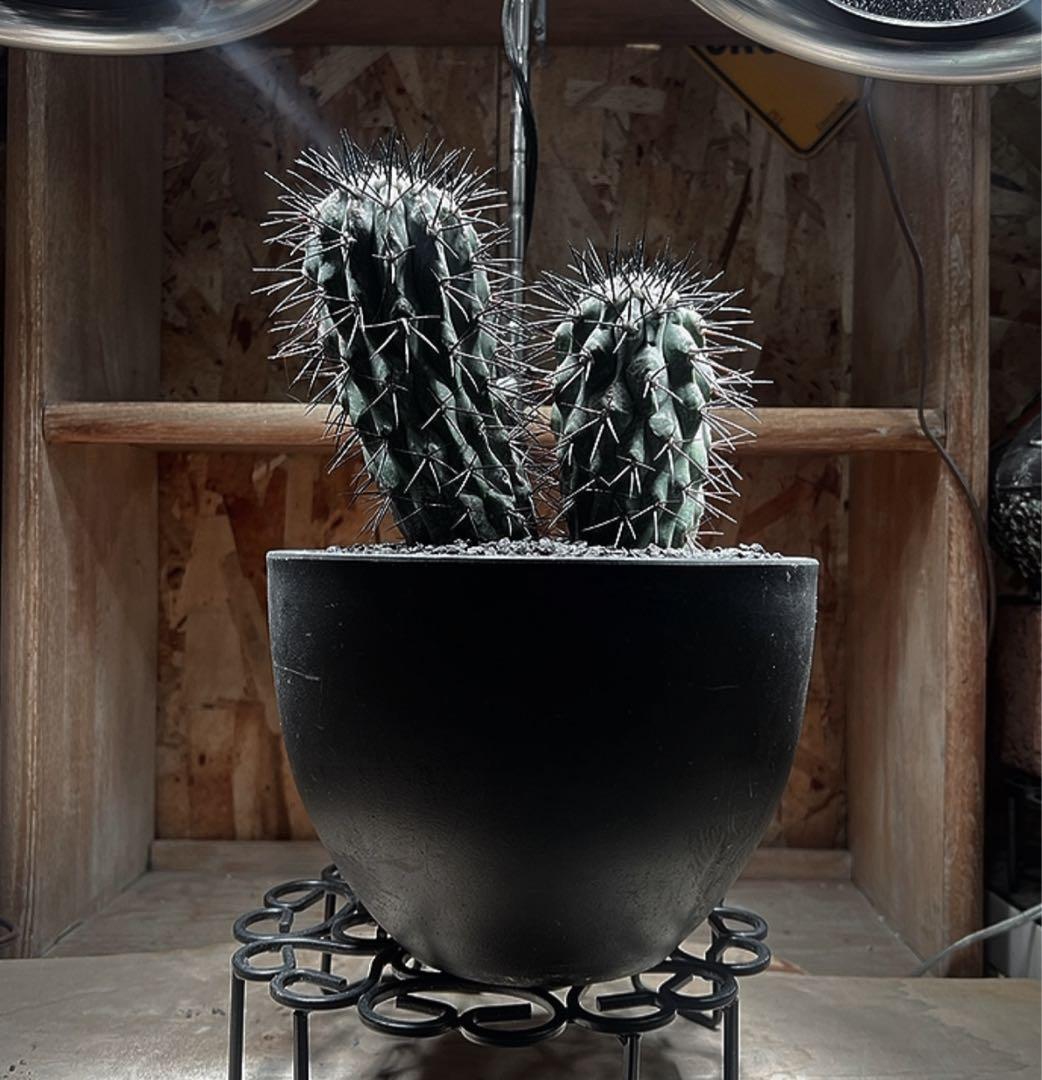 コピアポア 黒士冠ダブルベッド× NEIGHBORHOOD SRL Lサイズ